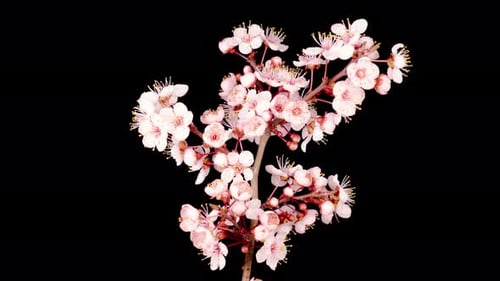 Flower Blossoms Blooming in Macro Close Up
