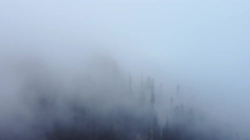 Cloud and forest aerial view