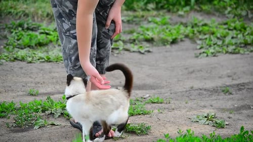 Un chat siamois se frotte aux jambes d'adolescents