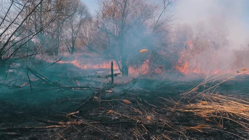 Fire in the Forest. Burning Dry Grass, Trees and Reeds. Wildfire. Slow Motion.