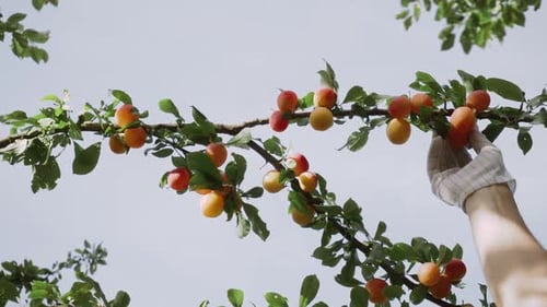 Man in Gloves Checks the Ripeness Plums on Branch