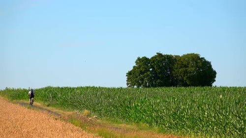 Riding Bicycle Near Corn Field