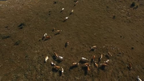 Cattle Grazing Peacefully in Green Mountain Pasture
