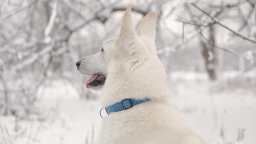 Close-Up Of White Swiss Shepherd Dog