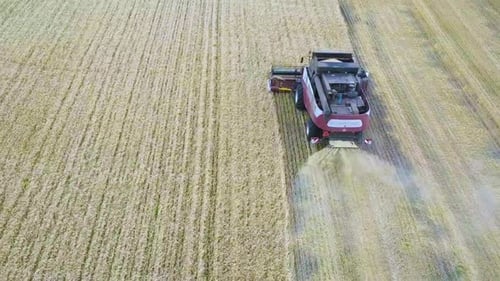 Aerial View of Modern Combine Harvesting Wheat on the Field. Flying Directly Above Combine. Top View