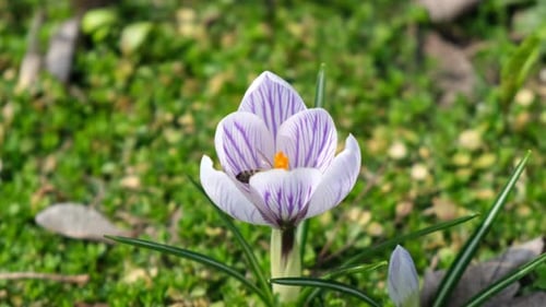 Bee Collecting Pollen from Crocus Flower in Spring