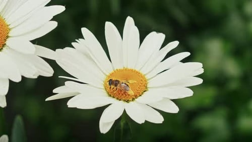 a Bee Collects Nectar on a Camomile