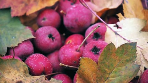 Red Autumn Berries with Colorful Leaves