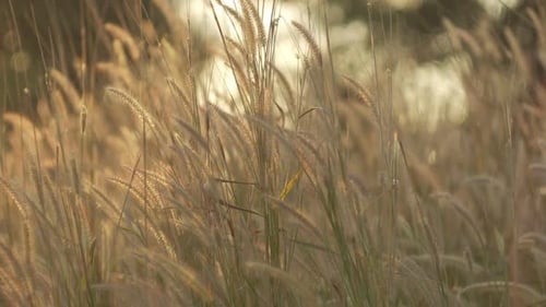 Tall Grass Field at Sunrise or Sunset