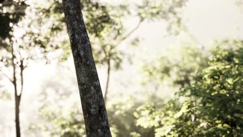 Sunbeams Pour Through Trees in Misty Forest