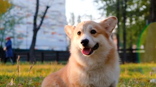 Portrait of Smiling Welsh Corgi Pembroke Happy Dog Playing in the Park