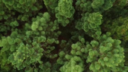 Top view of pine trees