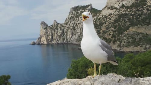 Lustiger Möwenvogel stehend an der Küste Nahaufnahme