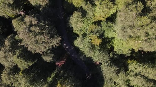 Forêt de voyage en voiture