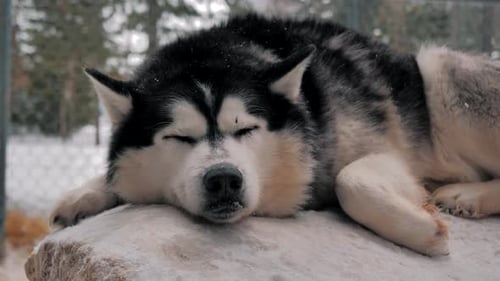 Sleeping Husky Dog in Snowy Winter Setting