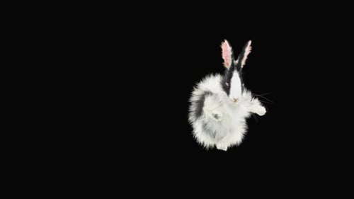 Animated Fluffy Rabbit Hopping on Hind Legs