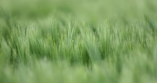 Field of barley ripples in the summer breeze