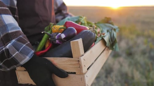 Vegetable Harvest in Wooden Crate at Sunrise