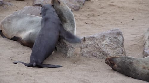 A huge seal colony in Namibia