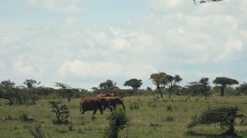 Landschaftsblick auf Elefanten, die an einem sonnigen Tag im kenianischen Busch in Afrika spazieren und essen
