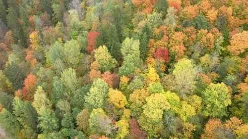 Autumn Landscape of the Autumn Bright Multi-colored Trees, Green, Orange and Reddish Tint
