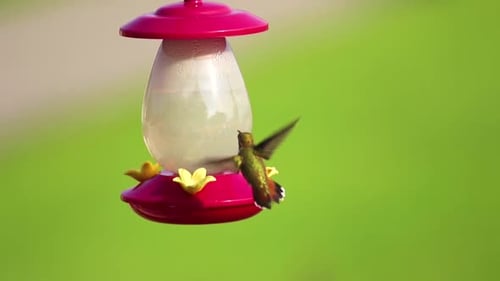 Hummingbird Drinking from Feeder in a Garden