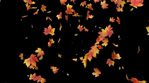 Falling Autumn Maple Leaves Nature Overlay