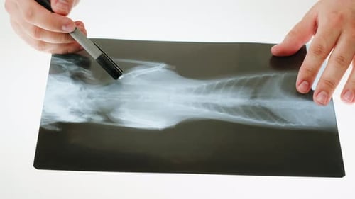 Veterinarian Analyzing Cat X-Ray in Hospital Setting