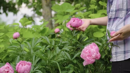 Blooming Garden Pink Peonies Closeup