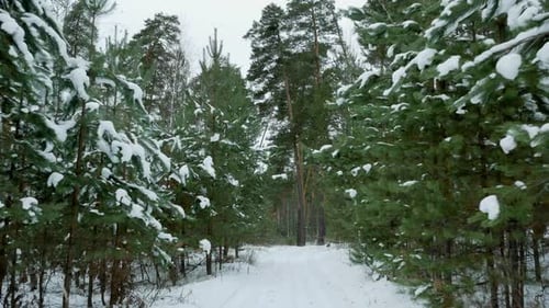 Small Fir Trees In Winter