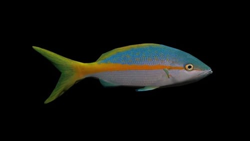 Fish 5