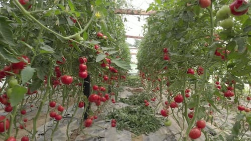 Abundant Tomato Plants Growing Inside Greenhouse