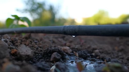 Watering