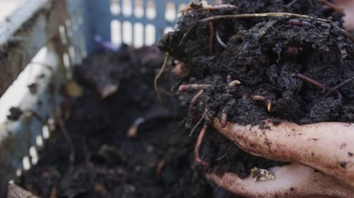 Close up of red earthworms inside fertile organic garden soil