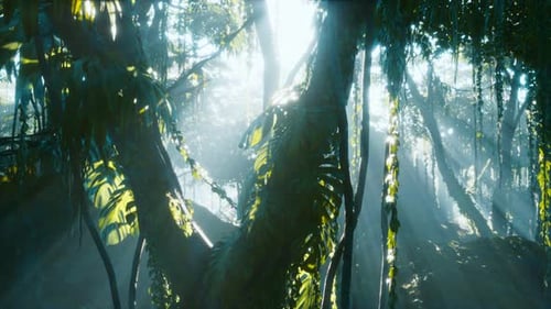 Tiefer tropischer Regenwald im Nebel