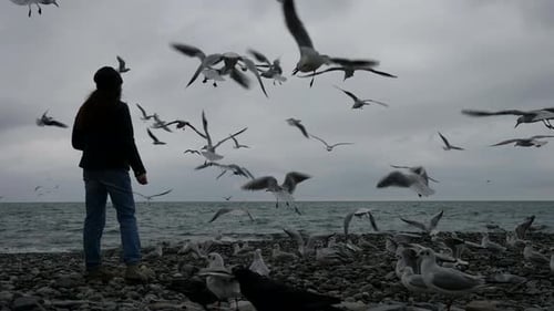 A Woman in a Hat and Jacket Feeds a Flock of Seagulls Flying By the Sea