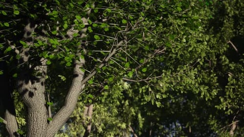 Mitten im grünen Wald mit Sonnenlicht und fliegenden Schmetterlingen