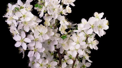 Cherry Blossom. White Flowers Blossoms on the Branches Cherry Tree.