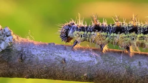 Caterpillar Crawling on a Tree Branch in Nature