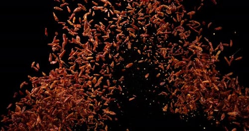 Small Red Chili Peppers Exploding in Slow Motion