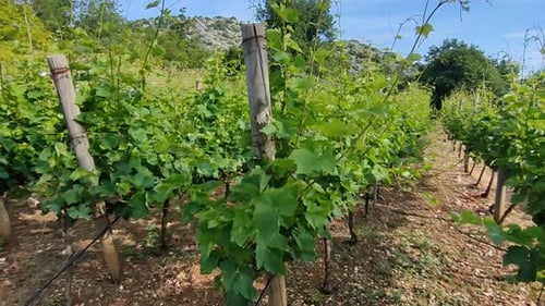 Weinberge in Montenegro. Junge Weinberge vor dem Hintergrund der Berge in Montenegro
