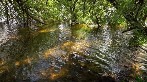 River Water In Nature