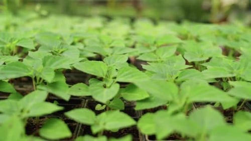 Close Up View of Plants in Greenhouse Farm