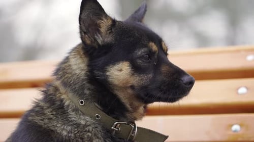Dog Sitting on Park Bench, Close-up