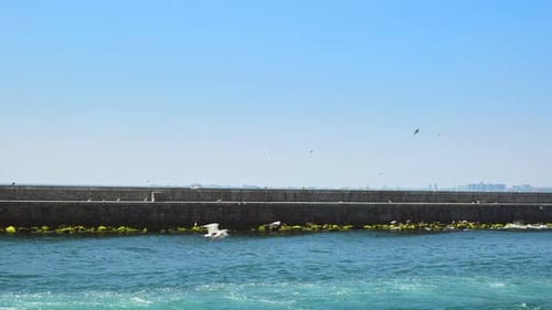 Seagull