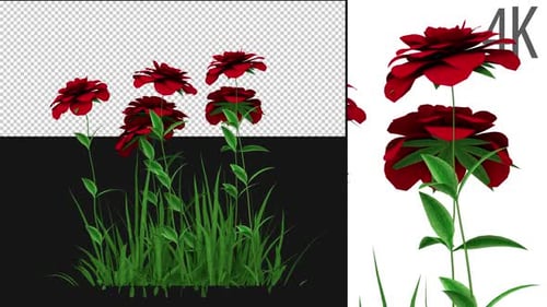 Roses Red Growing