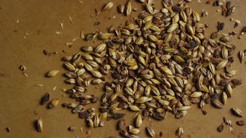 Tiro rotativo de cevada e outros ingredientes de fabricação de cerveja