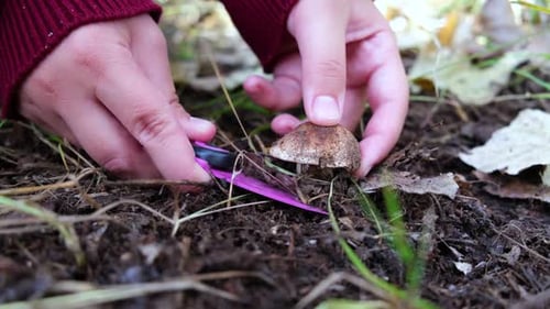 Mushroom picker in the forest cuts mushrooms with a knife