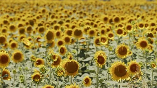 Beautiful Natural Plant Sunflower In Sunflower Field In Sunny Day 39