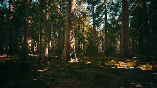 Giant Sequoia Trees Towering Above the Ground in Sequoia National Park